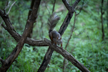 squirrel on a branch