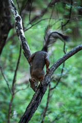 squirrel on tree