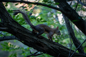 squirrel on tree