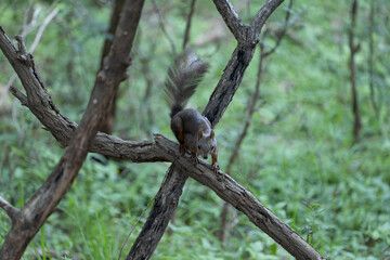 squirrel on a tree