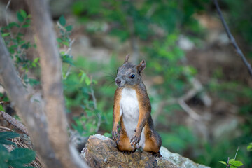 squirrel eating nut