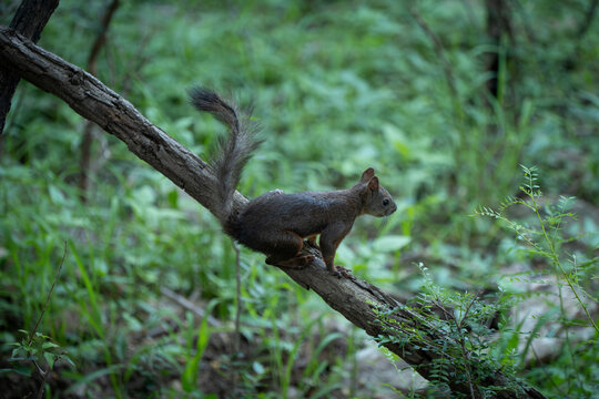 squirrel on tree
