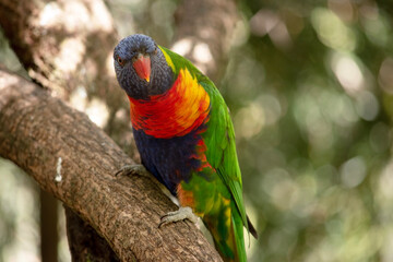 the rainbow lorikeet is perched on a branch