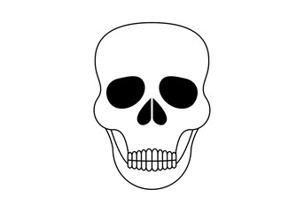 Calavera o cráneo humano en fondo blanco