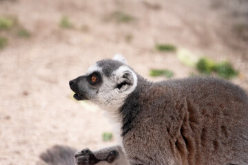 this is a side view of ring tailed lemur