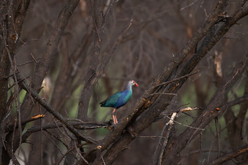 The colorful purple swamphen standing gracefully on tree branches above the wetland with clear water . Vibrant blue and green plumage with striking red beak and legs, in natural habitat .