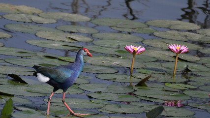 The colorful purple swamphen standing gracefully on tree branches above the wetland with clear...
