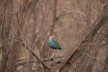 The colorful purple swamphen standing gracefully on tree branches above the wetland with clear water . Vibrant blue and green plumage with striking red beak and legs, in natural habitat .