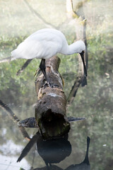the royal spoonbill is standing on a log