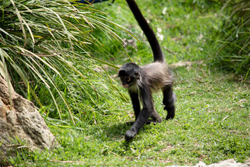 this is a young black handed spider monkey