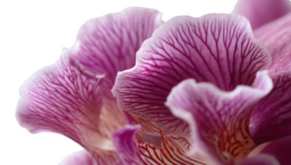 Close-up of orchid petals (1)