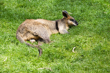 the swamp wallaby is  resting on the grass