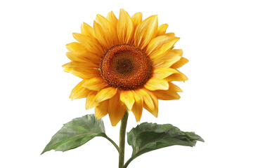 Fototapeta premium Vibrant sunflower in full bloom