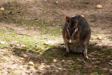the tammar wallaby is eating fruit