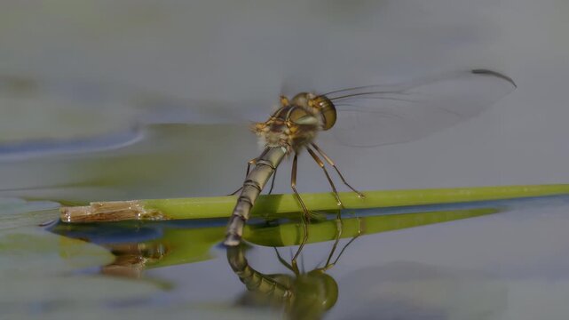 Dragonfly dipping abdomen into water surface