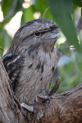 this is a close up of a tawny frogmouth