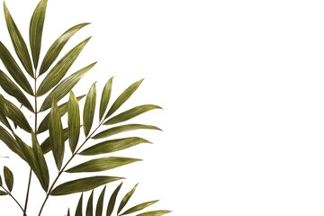Fototapeta premium Close-up of stylized palm fronds against a dark background