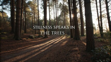 Tranquil forest pathway with sunlight filtering through tall trees