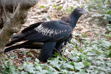 the wedge tailed eagle is on the ground