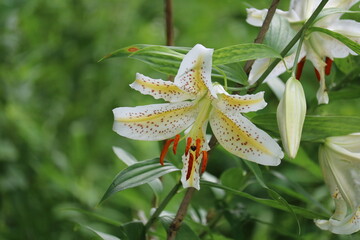森に咲くヤマユリ　初夏の公園
