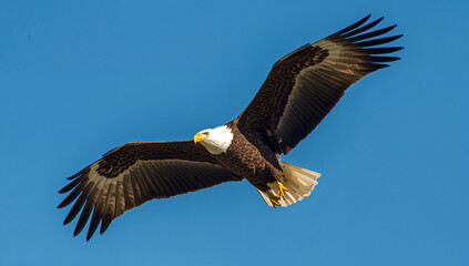 Obraz premium Majestic bald eagle soaring against clear blue sky