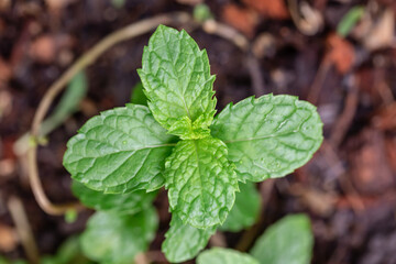 Fresh peppermint trees in organig garden.