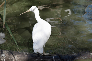 the yellow spoonbill is perched on a log