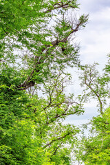 The branches of a large tree provide shade.