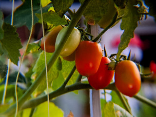 A vibrant cluster of colorful tomatoes, ranging from green to red, thrives on a vine amidst lush foliage, showcasing the beauty and promise of a healthy harvest in natural light.