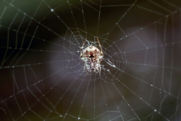 jumping spider is climbing the wall.