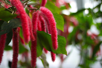 Vibrant pink fuzzy flowers with green leaves