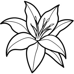 Obraz premium Lily line art vector