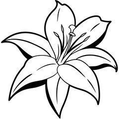Obraz premium Lily line art vector