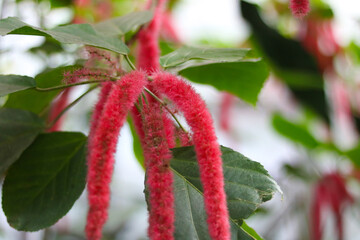 Vibrant pink fuzzy flowers in a tropical setting