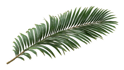 Naklejka premium Close-up of a palm frond (1)