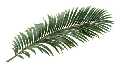 Close-up of a palm frond (1)