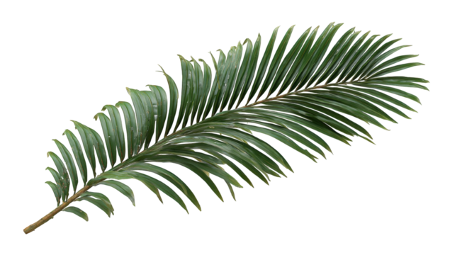 Close-up of a palm frond (1)
