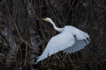 A white egret, a long necked wading bird, in mid flight gracefully on a weathered log in shallow water with blurred background.