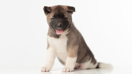 American Akita puppy on white background