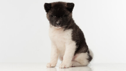 American Akita puppy on white background