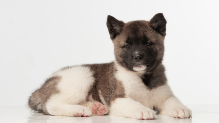 Fototapeta premium American Akita puppy on white background