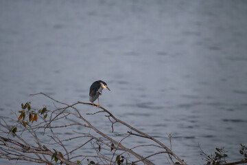 Black crowned night heron perched on a tree branch among lush green leaves in natural habitat. Close up view of the bird with pale plumage, yellow beak, and sharp  eyes, blending beautifully .