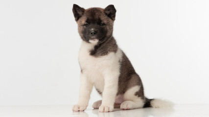 American Akita puppy on white background
