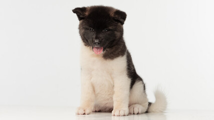 American Akita puppy on white background