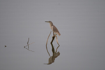 A Indian pond heron, a long necked wading bird, standing gracefully on a weathered log in shallow water.