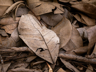 Dry fallen leaves texture background in autumn season.