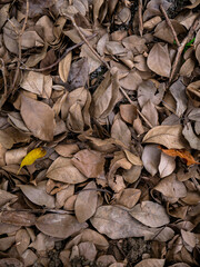 Dry fallen leaves texture background in autumn season.