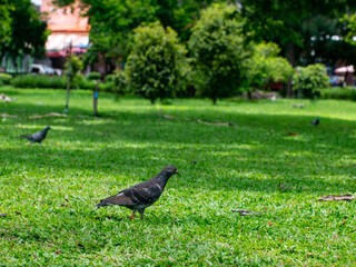 Beautiful dove or pigeon standing on lush green grass lawn in public park - peaceful urban wildlife bird in natural outdoor garden setting.