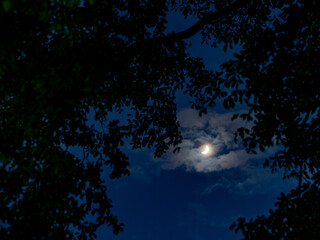 Fototapeta premium Crescent Moon Through Tree Branches Silhouettes Against Blue Night Sky with Clouds - Mystical Evening Scene.