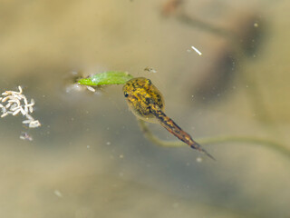 水田を泳ぐ小さなオタマジャクシ